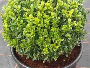 شمشاد Euonymus japonicus