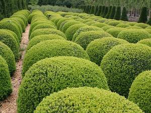 شمشاد Euonymus japonicus