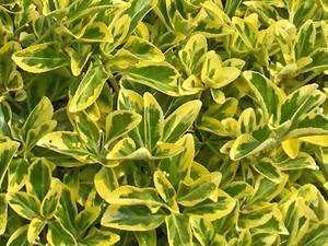 شمشاد Euonymus japonicus