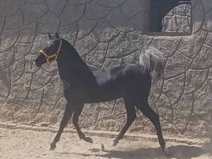 خرید و فروش اسب در کرمان