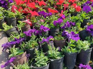 خرید گل شمعدانی برای باغچه در اصفهان