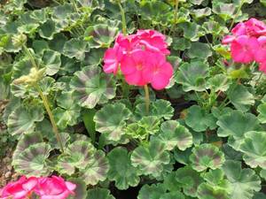 خرید گل شمعدانی برای باغچه در اصفهان