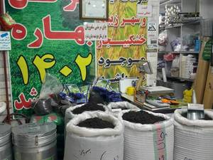 فروش چای ممتاز در رشت