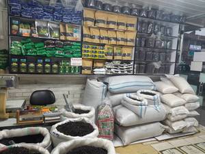 تولید مرغوب ترین چای در گیلان