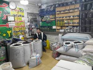 تولید مرغوب ترین چای در گیلان