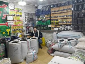 خرید چای ممتاز در رشت