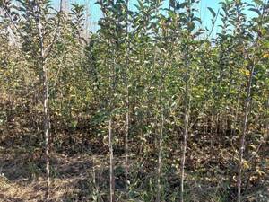 خرید نهال از تولیدکننده معتبر 