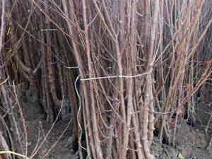 خرید نهال از تولیدکننده معتبر 