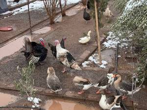 باشگاه سوارکاری در رفسنجان