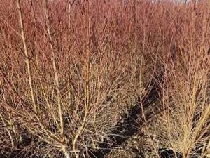 بهترین نهال گردو در تبریز