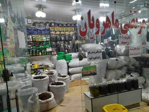 بهترین چای فروشی رشت