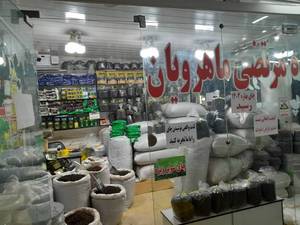 بهترین چای فومن