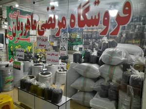 خوش طعم ترین چای ایرانی در گیلان