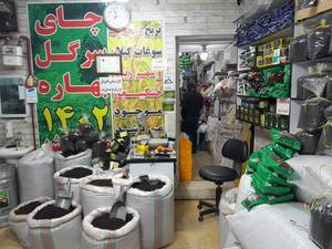 خوش طعم ترین چای ایرانی در گیلان