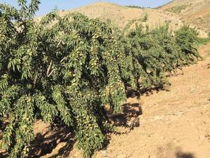 نهال بادام شناسنامه دار در گچساران 