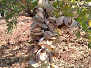 نهال بادام شناسنامه دار در گچساران 