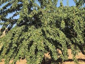 نهال بادام شناسنامه دار در گچساران 