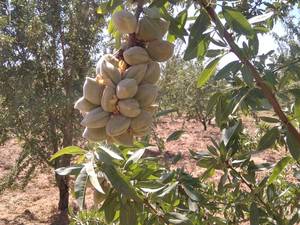 فروش نهال بادام شناسنامه دار در بهمئی 