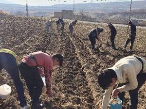 بهترین نهال بادام درختی در لارستان