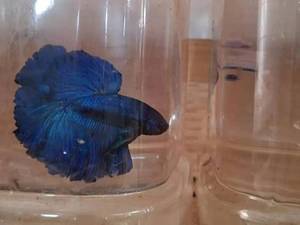 قیمت ماهی فایتر در رشت