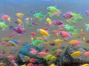 قیمت ماهی کالر ویدو رشت 