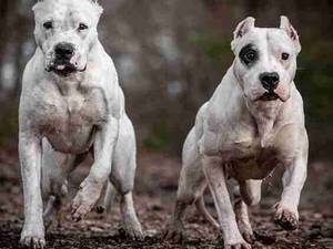 داگو آرژانتینو