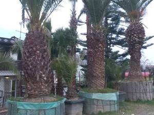 قیمت درخت پالم واشنگتن در رامسر