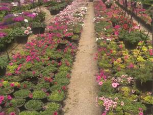 خرید گل و گیاه برای باغچه در اصفهان