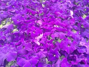 تولیدکننده عمده گل اطلسی در شیراز