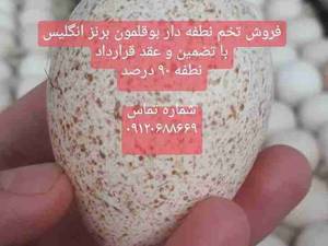 تخم نطفه دار بوقلمون