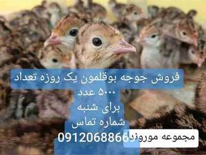 جوجه بوقلمون