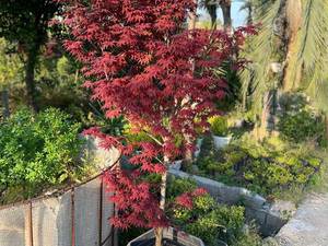 فروش نهال افرا  در نوشهرمازندران