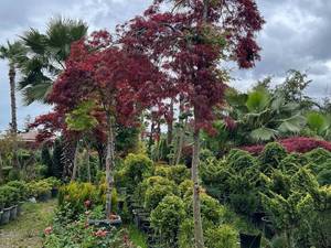 فروش نهال افرا  در نوشهرمازندران