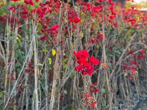 خرید عمده گل کاغذی درنور مازندران