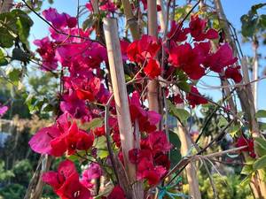 خرید عمده گل کاغذی درنور مازندران