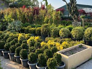 خرید درختچه‌ همیشه سبز در نوشهر