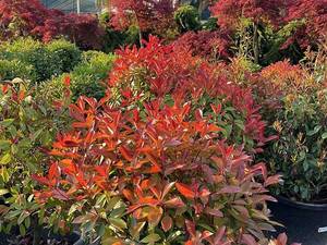 خرید درختچه‌ همیشه سبز در نوشهر