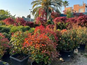 خرید درختچه‌ همیشه سبز در نوشهر