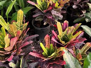 خرید گیاهان آپارتمانی برای خانه در نور