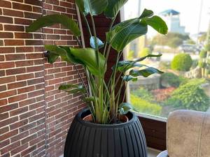 خرید گیاهان آپارتمانی برای خانه در نور