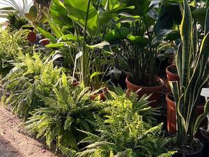 خرید گیاهان آپارتمانی برای خانه در نور