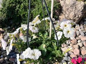 قیمت و خرید گل اطلسی در نور