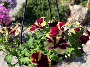 قیمت و خرید گل اطلسی در نور