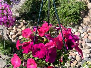 قیمت و خرید گل اطلسی در نور