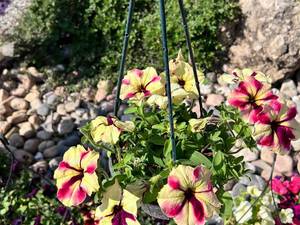 قیمت و خرید گل اطلسی در نور