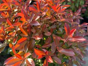 خرید گیاه فتونیا  در نوشهر