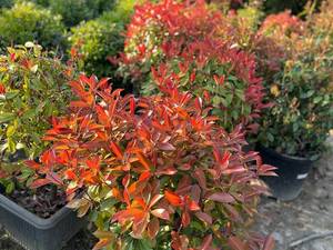 خرید گیاه فتونیا  در نوشهر