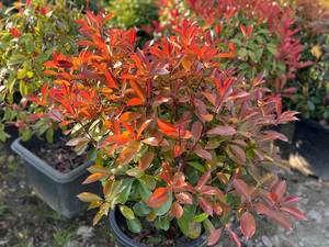 خرید گیاه فتونیا  در نوشهر