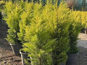 خرید کاج لاوسون همیشه سبز نوشهر