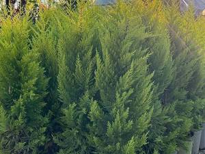 خرید کاج لاوسون همیشه سبز نوشهر